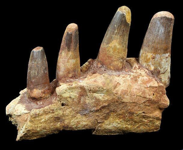 Spinosaurus Jaw Section - Four Composite Teeth #39292